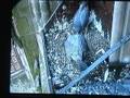 Derby Peregrine Falcon 3 - A Bit Of A Scrape