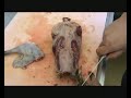Duck Confit - Otago Polytechnic