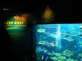Siam Ocean Wolrd with family