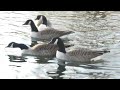 Waddon Ponds 4 Waddon Ponds 4
