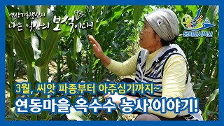 익산시민영상기록챌린지! 연동마을 옥수수 농사 이야기!(나익보 정란님)
