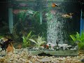 Fresh Water Aquarium: Community Fish Tank