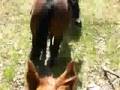videos de Horsebackriding 2