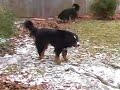 Sleet Dogs