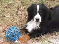 Sleet Dogs