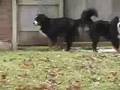 Sleet Dogs
