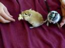 Gerbils Squeaking