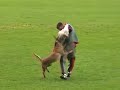 Dingo von der Brunnenstadt (FMBB 2008) Eslovenia