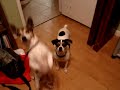 Lucy Dancing