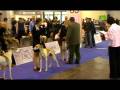 videos de Euro Dog Show | Magyar Agar | males for the CACIB