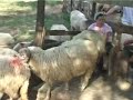 Miorita,  balada populara, varianta nai,  (video)