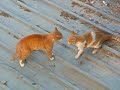 Cat fight round 1/4 Cat fight round 1/4