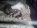 videos de My ferrets