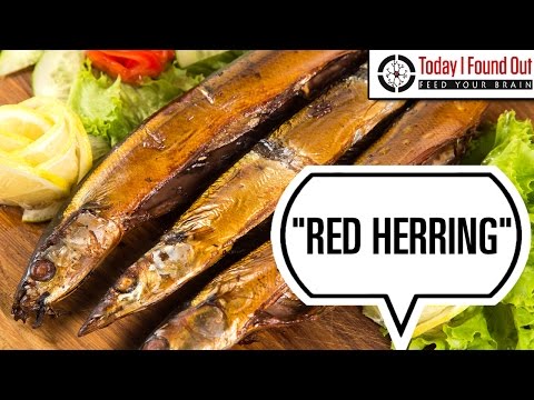 How the Phrase Red Herring Came to Mean Something That is Misleading