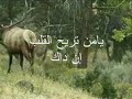 الله يا الله - حسين الجسمى