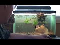 videos de WEIRD FISH!