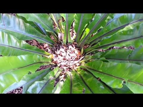 how to care for pteris fern