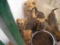 No los abandones. Dales tu cari�o