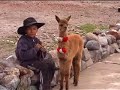 Peru Colca Canyon tour plus Mallkini visit