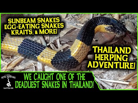 YouTube reptile video