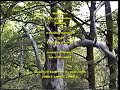 M Sarki \"Pin Oak on Hazel\"
