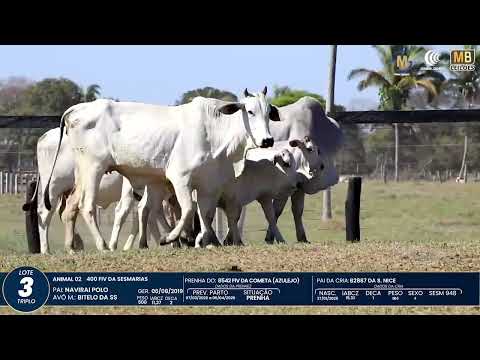 1� DE OLHO NA FAZENDA NELORE SESMARIAS