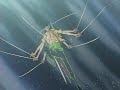 zoro fight's with kaku. zoro used asura.