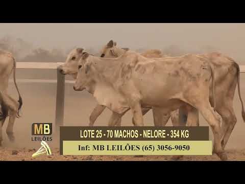 8� LEIL�O PRESENCIAL E VIRTUAL - LUCIANO DUARTE & CONVIDADOS