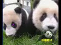 eighteen super-cute baby pandas 1/2