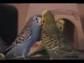 Budgies everywhere!!!