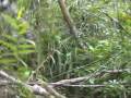 Traveling up the Urauchi River 8/8