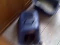 VID00011.AVI