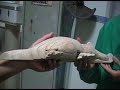 Realizzazione di un coccodrillo in legno
