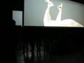 Foto v�deo