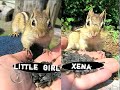 Chipmunks in Charge Chipmunks in Charge