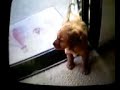 Golden retriever puppy stuck in the screen door
