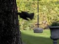 vetbol aerodynamica: spreeuw vliegt weg
