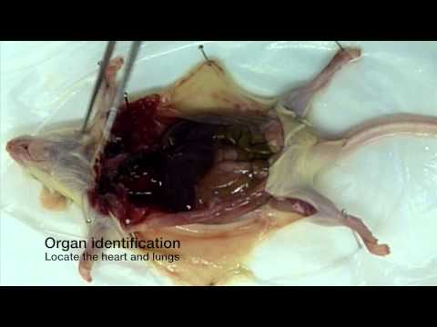 how to isolate mouse aorta