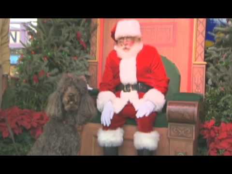 dogs at the holidays - This holiday season Downtown Disney has gone to the dogs. Disney's new
