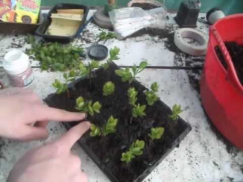 how to transplant spirea bushes