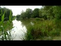 Birds Green - Carp TV Fishery Focus