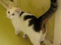 Basya - The Turkish Van Cat - first day at home (video 3) Basya - The Turkish Van Cat - first day at home (video 3)