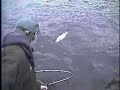 Giant 18 Pound Trophy Rainbow Trout to the Net!