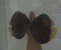 Repro Souche N°1 Repro Souche N°1