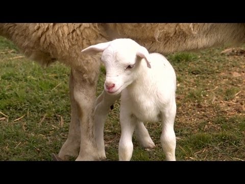 Lamb - Subscribe for new episodes and more: http://www.youtube.com/subscription_center?add_user=ehowpets Allen welcomes a new addition to the farm, an adorable lamb...