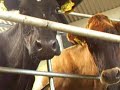 Singletree dairies Singletree dairies
