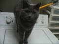 Innocence- My pets