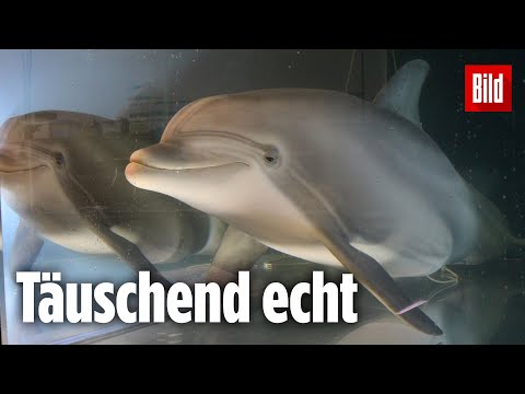 Dieser Roboter verhält sich wie ein echter Delphin und könnte die Zukunft sein