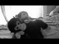 new bear show slideshow