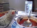 ISOLDA my Cockateil! Love U Baby!!!!
